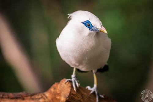 Bali Myna