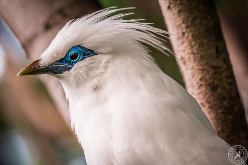 Bali Myna