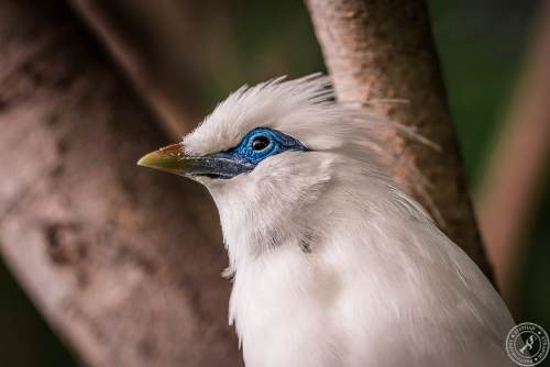 Bali Myna