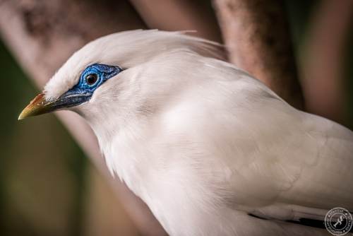 Bali Myna