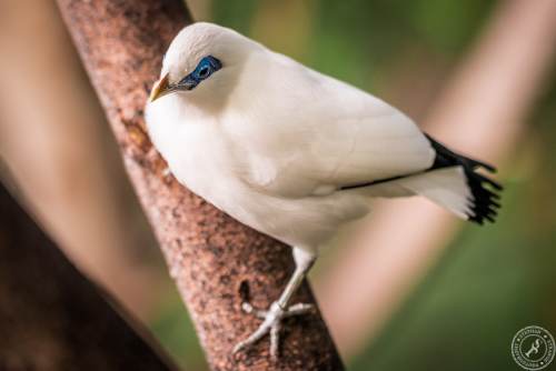 Bali Myna