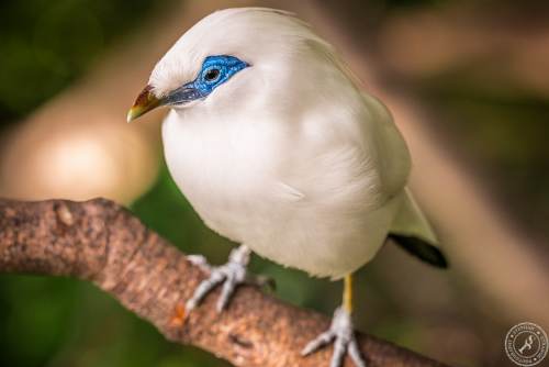 Bali Myna