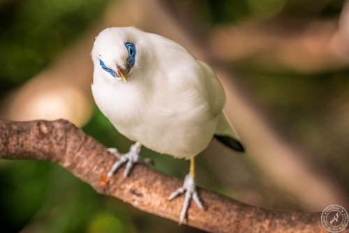 Bali Myna
