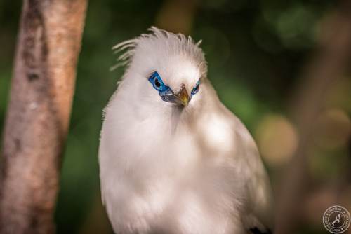Bali Myna