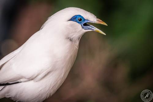 Bali Myna