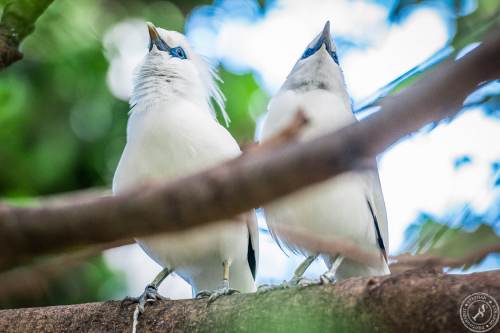 Bali Myna