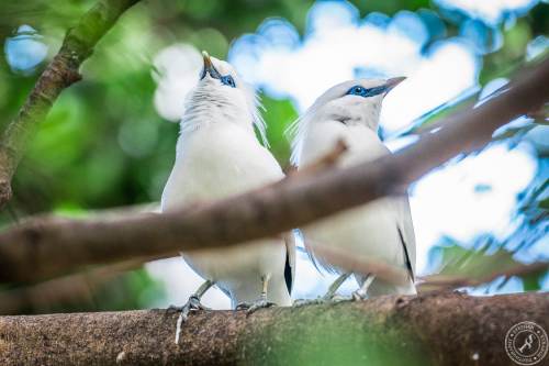 Bali Myna