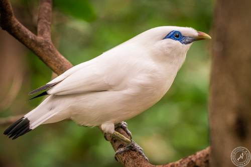 Bali Myna