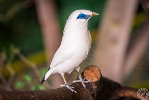 Bali Myna