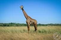 Kenia