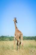 Kenia