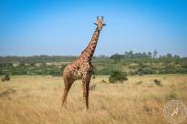 Kenia