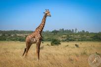 Kenia