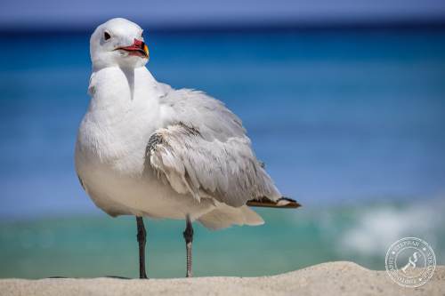 La Gaviota patiamarilla