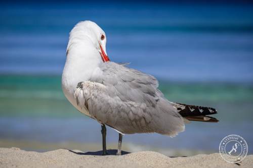 La Gaviota patiamarilla