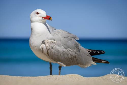 La Gaviota patiamarilla