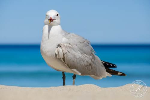 La Gaviota patiamarilla