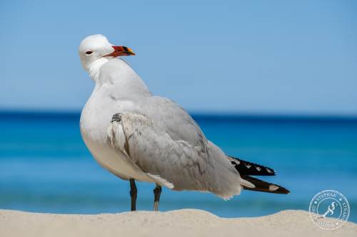 La Gaviota patiamarilla