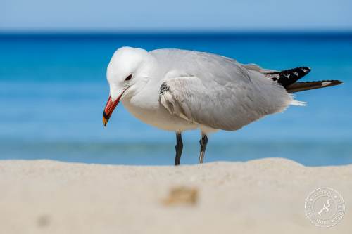 La Gaviota patiamarilla