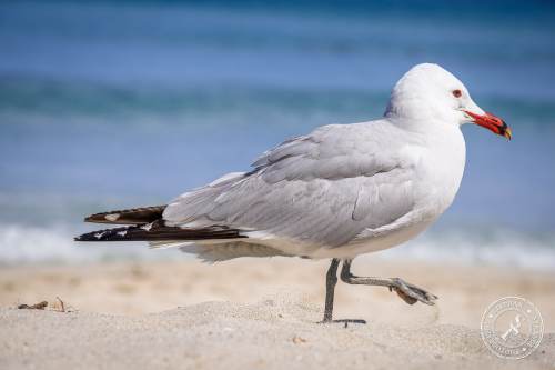La Gaviota patiamarilla