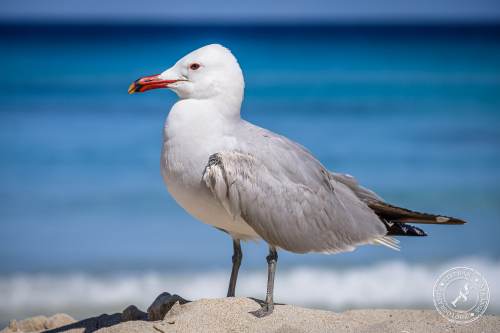 La Gaviota patiamarilla