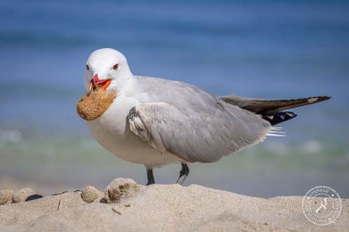 La Gaviota patiamarilla