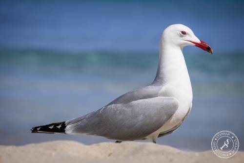 La Gaviota patiamarilla