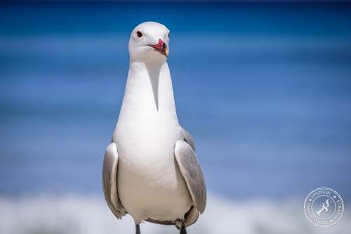 La Gaviota patiamarilla