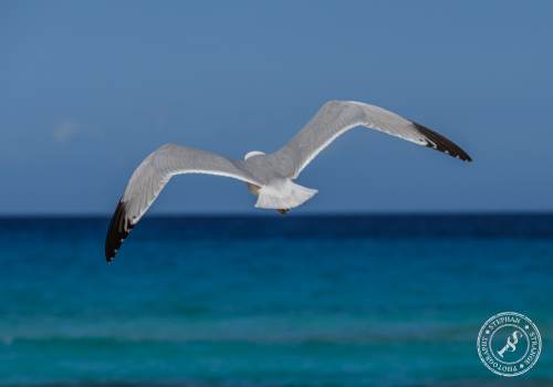 La Gaviota patiamarilla