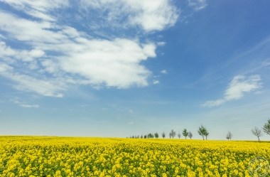 Rapsfelder (1)