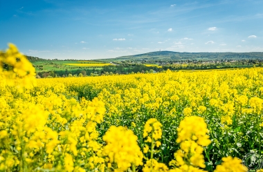 Rapsfelder (7)