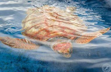Unechte Karettschildkröte (1)