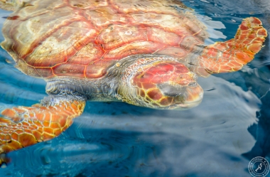 Unechte Karettschildkröte (2)