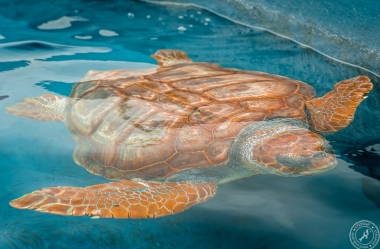 Unechte Karettschildkröte (3)