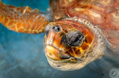 Unechte Karettschildkröte (4)