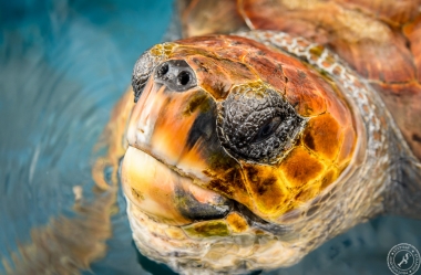 Unechte Karettschildkröte (5)