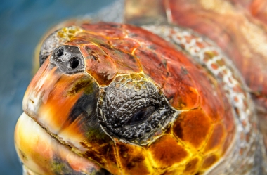 Unechte Karettschildkröte (6)