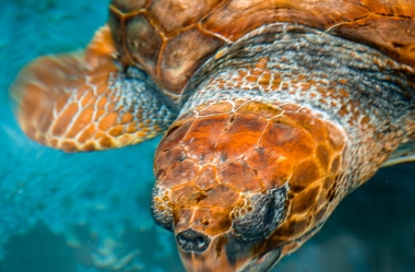 Unechte Karettschildkröte (7)