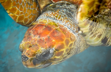 Unechte Karettschildkröte (8)