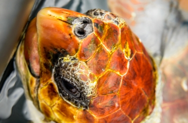 Unechte Karettschildkröte (9)