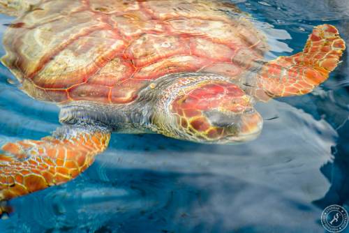 Unechte Karettschildkröte (2)