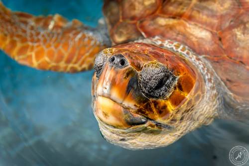 Unechte Karettschildkröte (4)