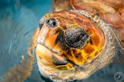 Unechte Karettschildkröte (5)