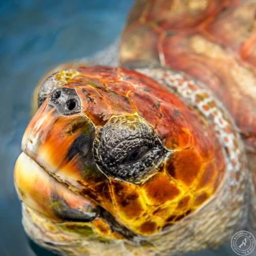 Unechte Karettschildkröte (6)