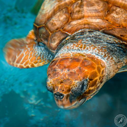 Unechte Karettschildkröte (7)