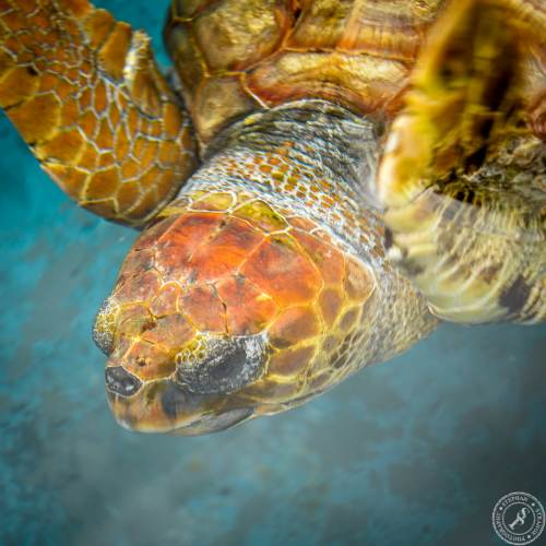 Unechte Karettschildkröte (8)