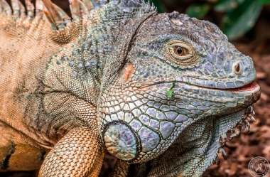 Der Drachenkopf des Iguana iguana rhinolopha