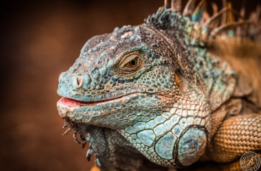 Der Drachenkopf des Iguana iguana rhinolopha