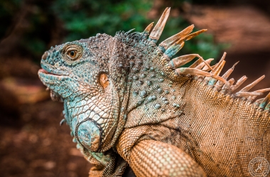 Der Drachenkopf des Iguana iguana rhinolopha