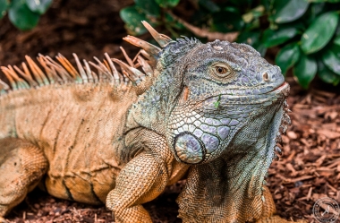 Der Drachenkopf des Iguana iguana rhinolopha